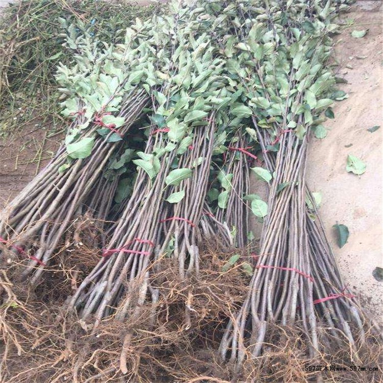新品种糖心苹果苗批发基地 出售优质华硕苹果树苗