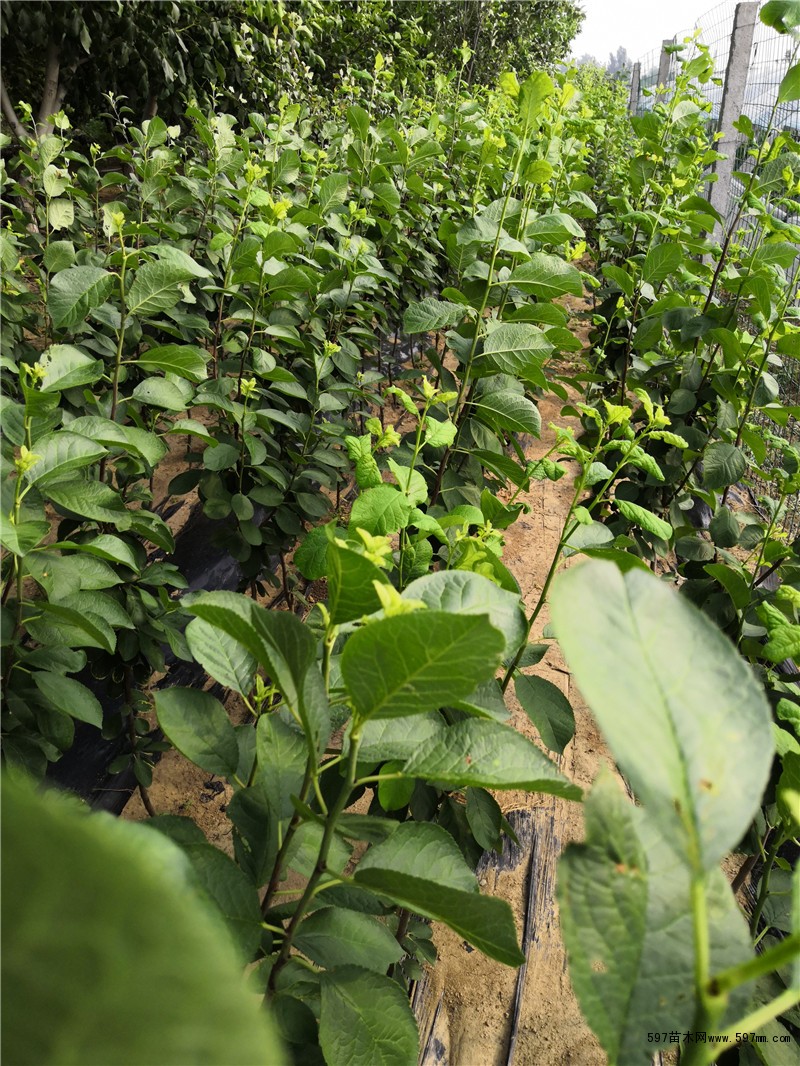 80公分西梅树苗多少钱一棵 新疆西梅树苗哪里有卖