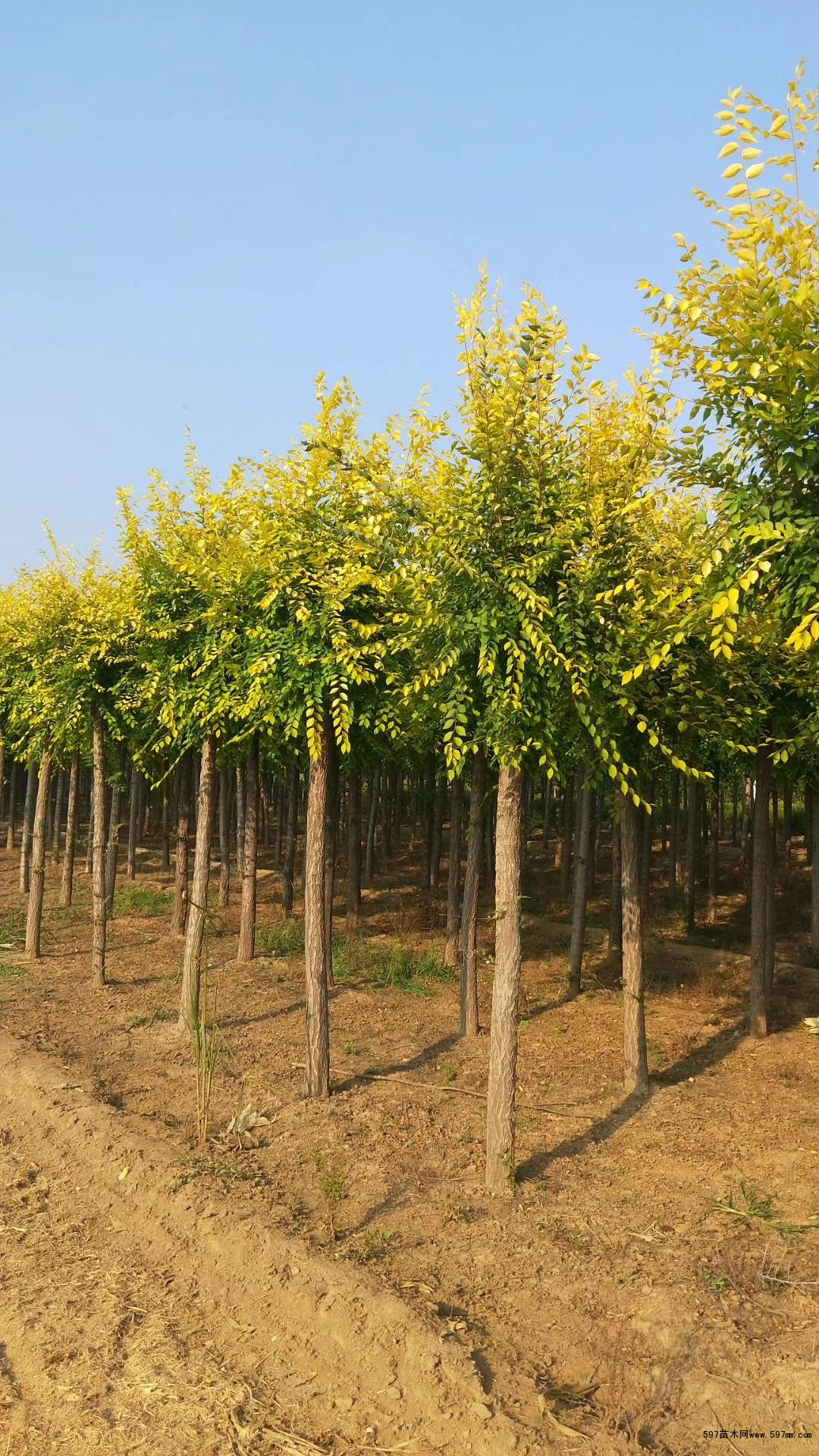 8公分金叶榆价格10公分金叶榆价格