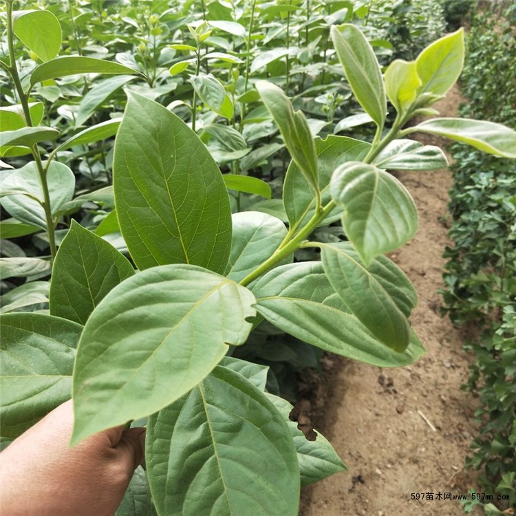 柿子苗直销水果树苗嫁接南北方种植果树苗