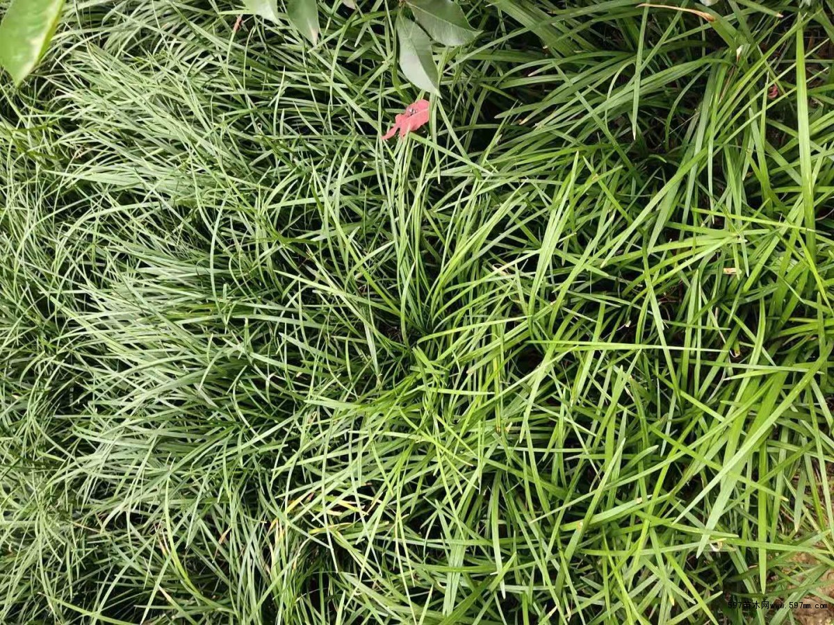 基地小叶麦冬草细叶麦冬草