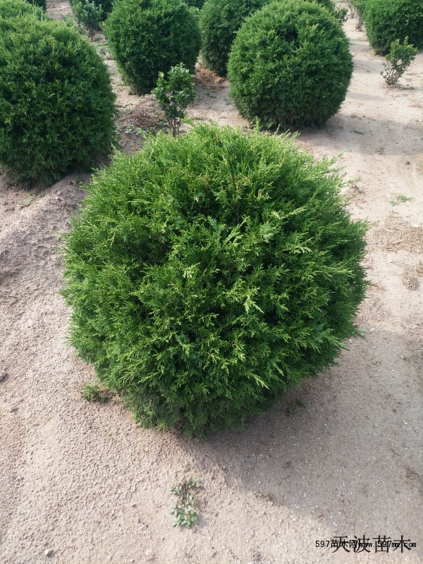 北京蜀桧球价格