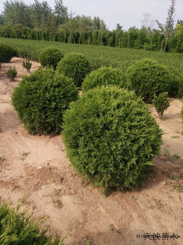 北京蜀桧球价格