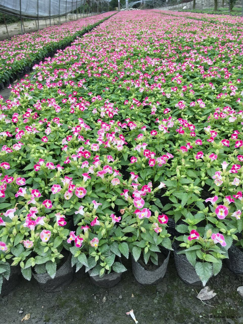 供应夏瑾绿化苗夏瑾杯苗