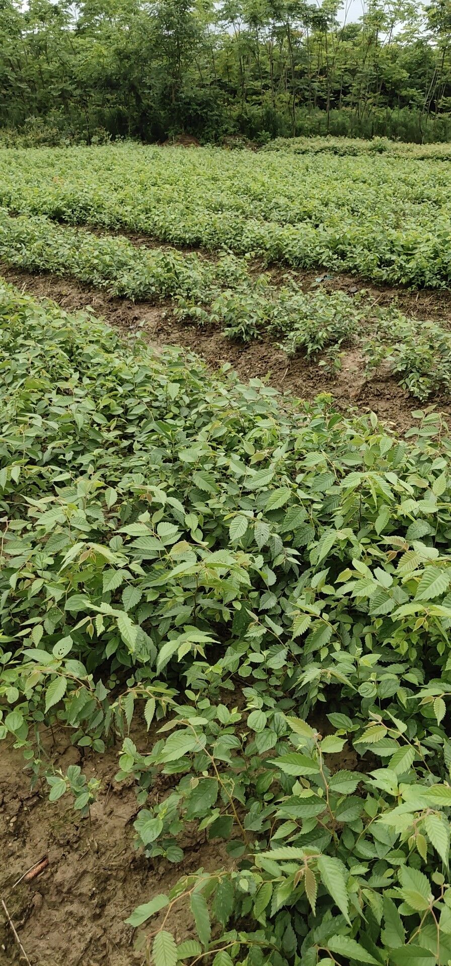 优质红榉小苗大量批发供应 产地直销