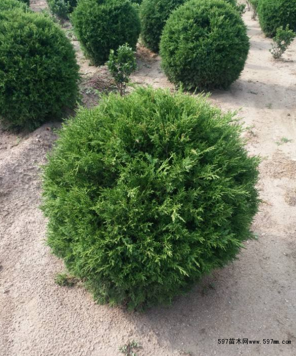 对蜀桧球进行修剪的时候,我们要注意具体的时间,首先可以选择在休眠期