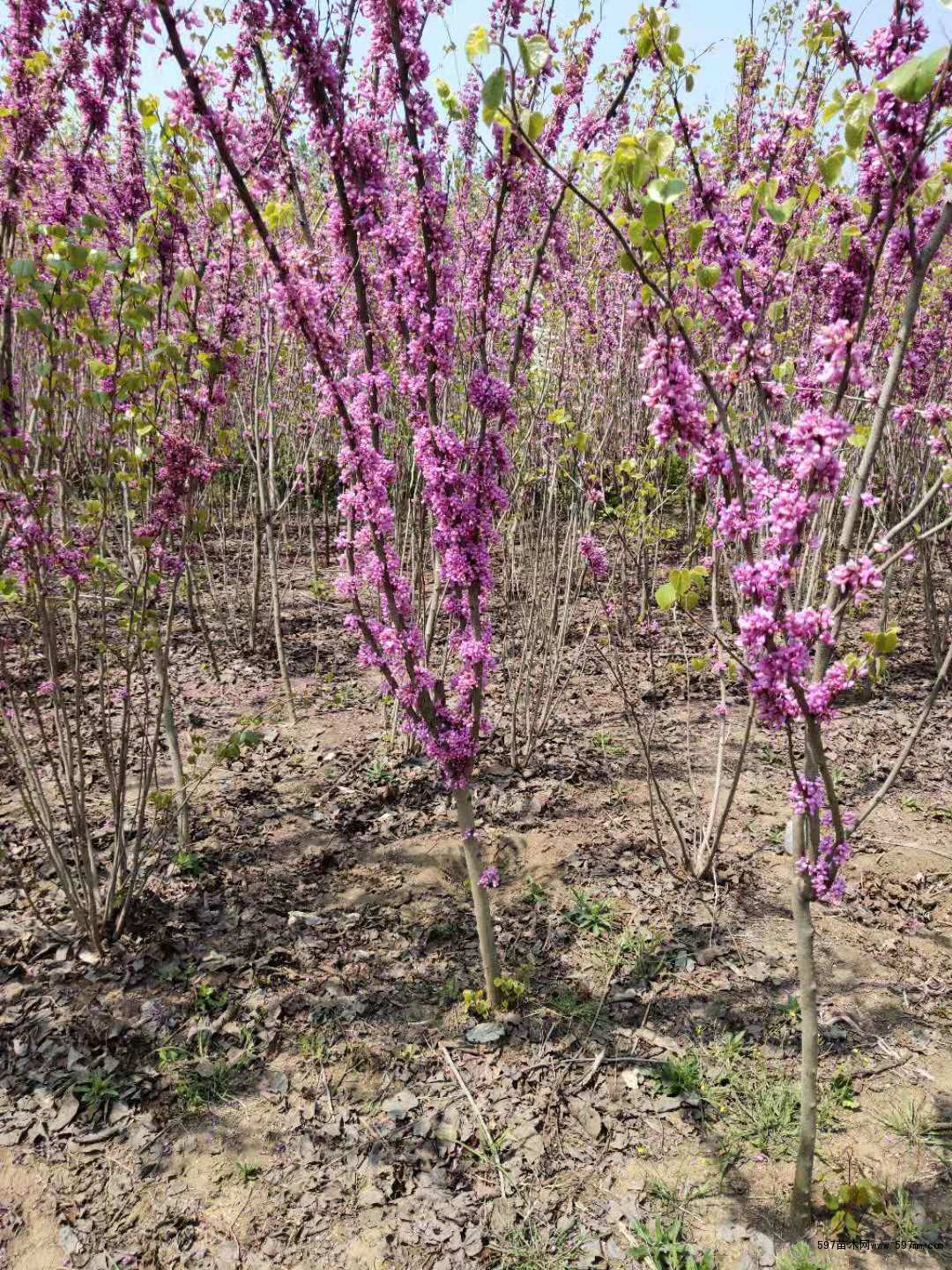 供应紫荆苗木巨紫荆小苗
