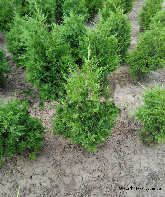 蜀桧病虫害防治方法有那些?