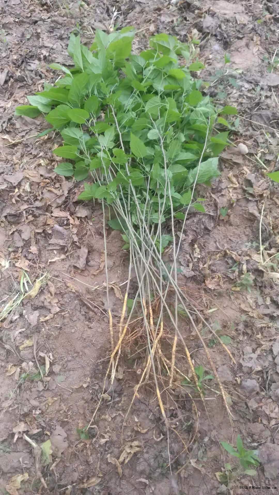 苗圃销售桑树桑树小苗