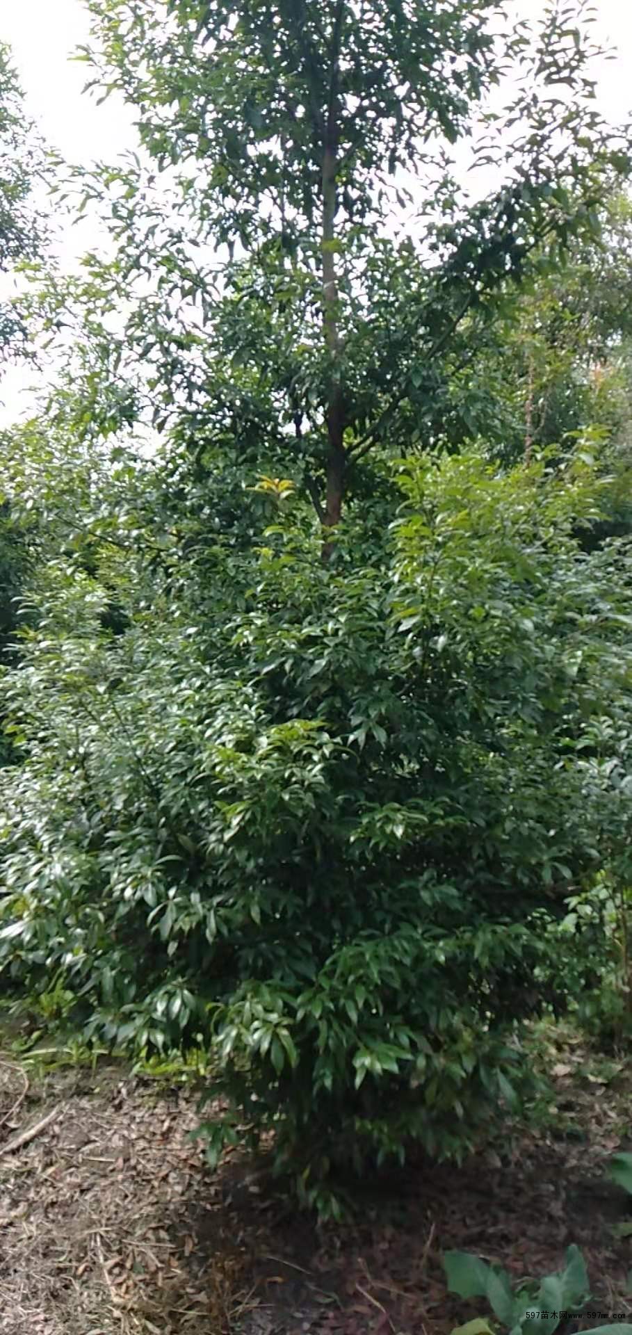小叶桢楠树品种图片,小叶桢楠树叶子图片(第19页)_大山谷图库