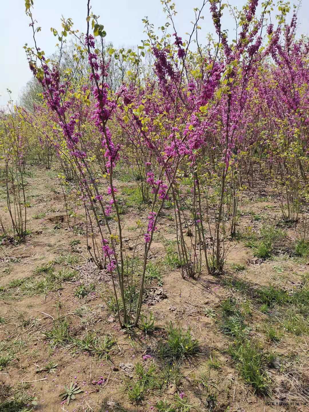 苗圃销售紫荆巨紫荆丛生紫荆苗木