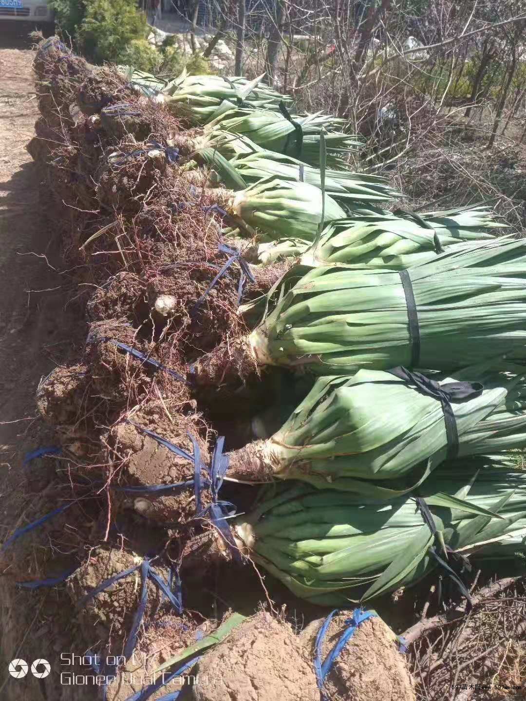 苗圃销售剑麻 丝兰 凤尾兰图片/价格