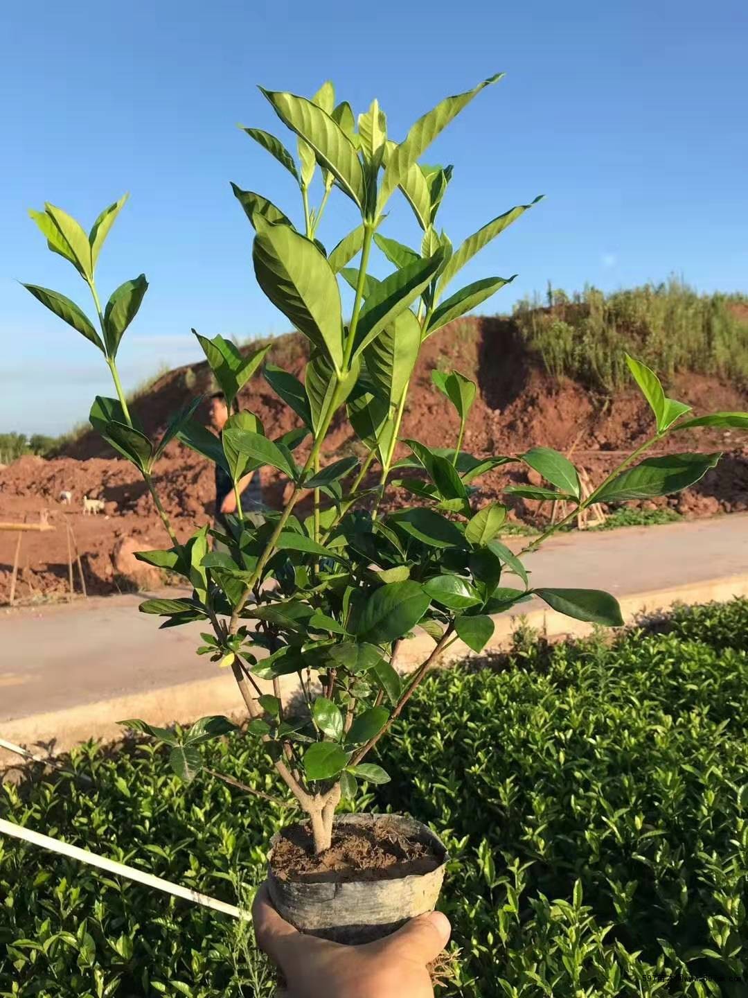 苗圃销售栀子花 栀子花杯苗-597苗木网