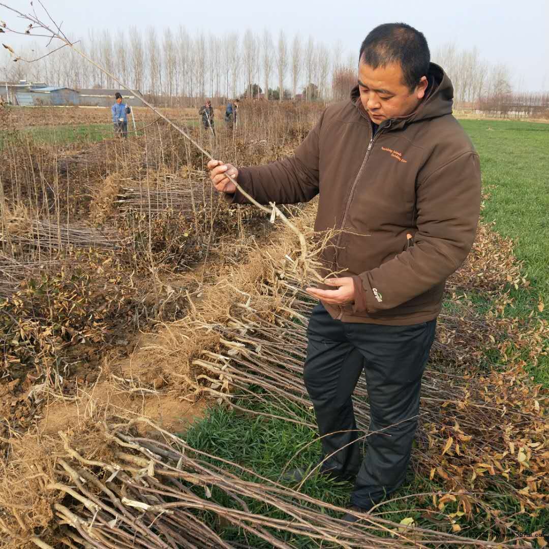 维纳斯黄金苹果苗起苗现场