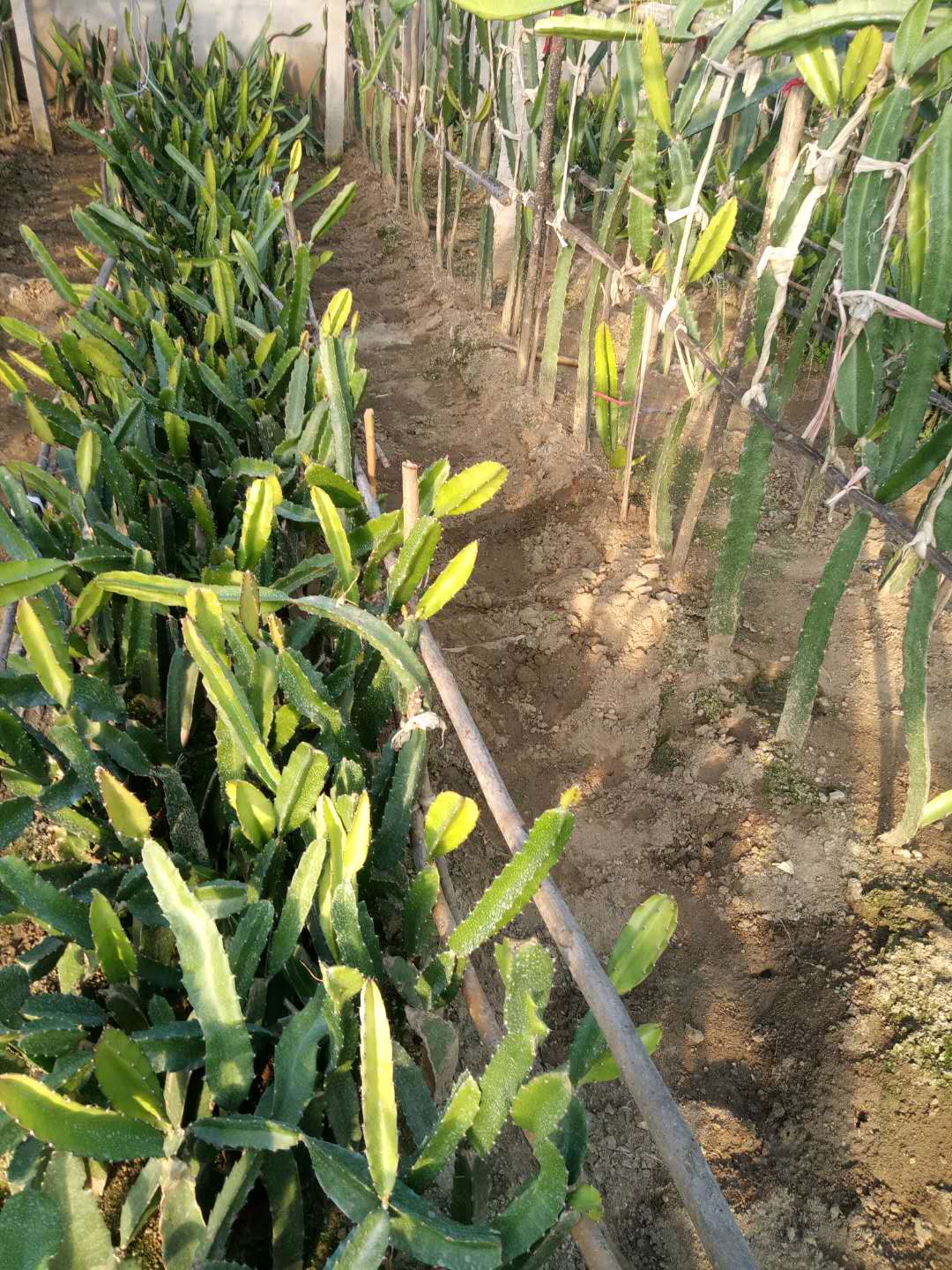 批发红心火龙果苗,当年红心火龙果苗哪里有卖的