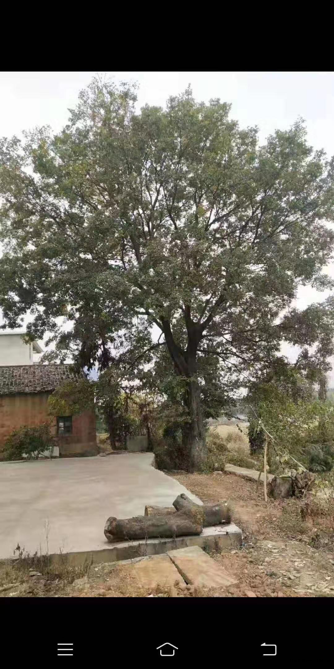 长年供应大朴树