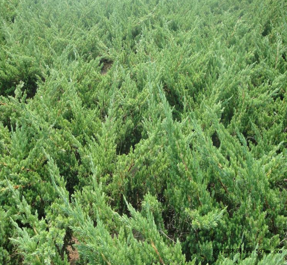 龙柏球和蜀桧球不同点