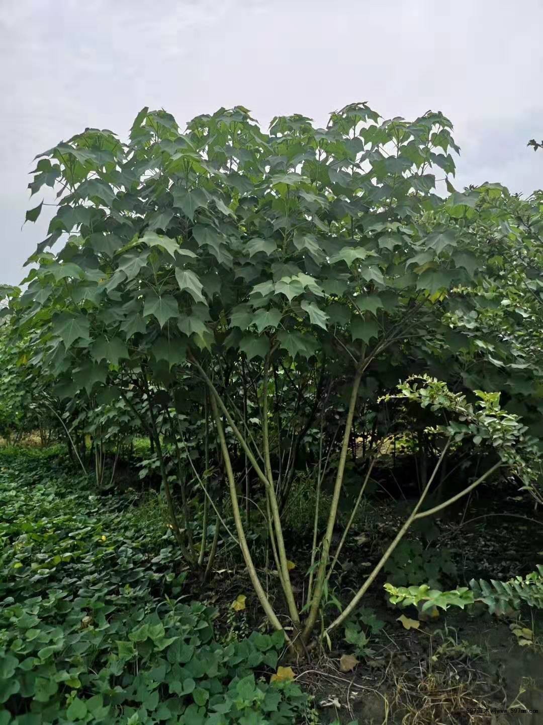 丛生木芙蓉和高杆木芙蓉区别 工程用量芙蓉