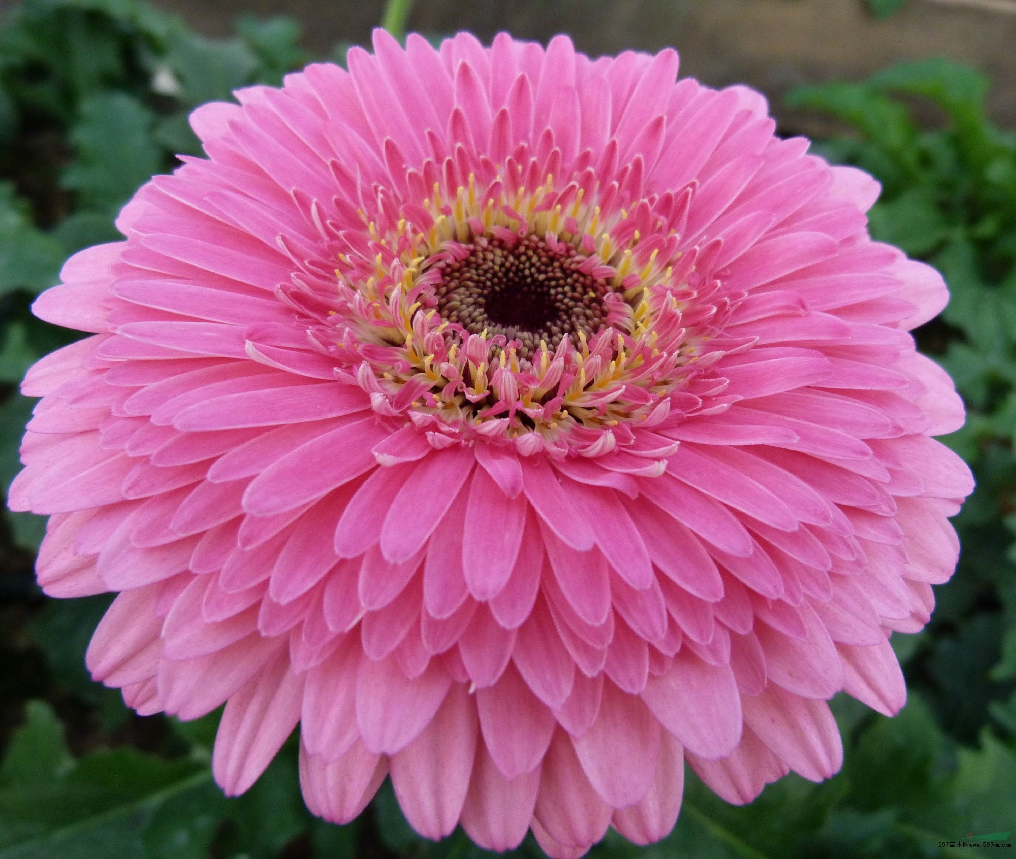 国内首次育成球型非洲菊新品种