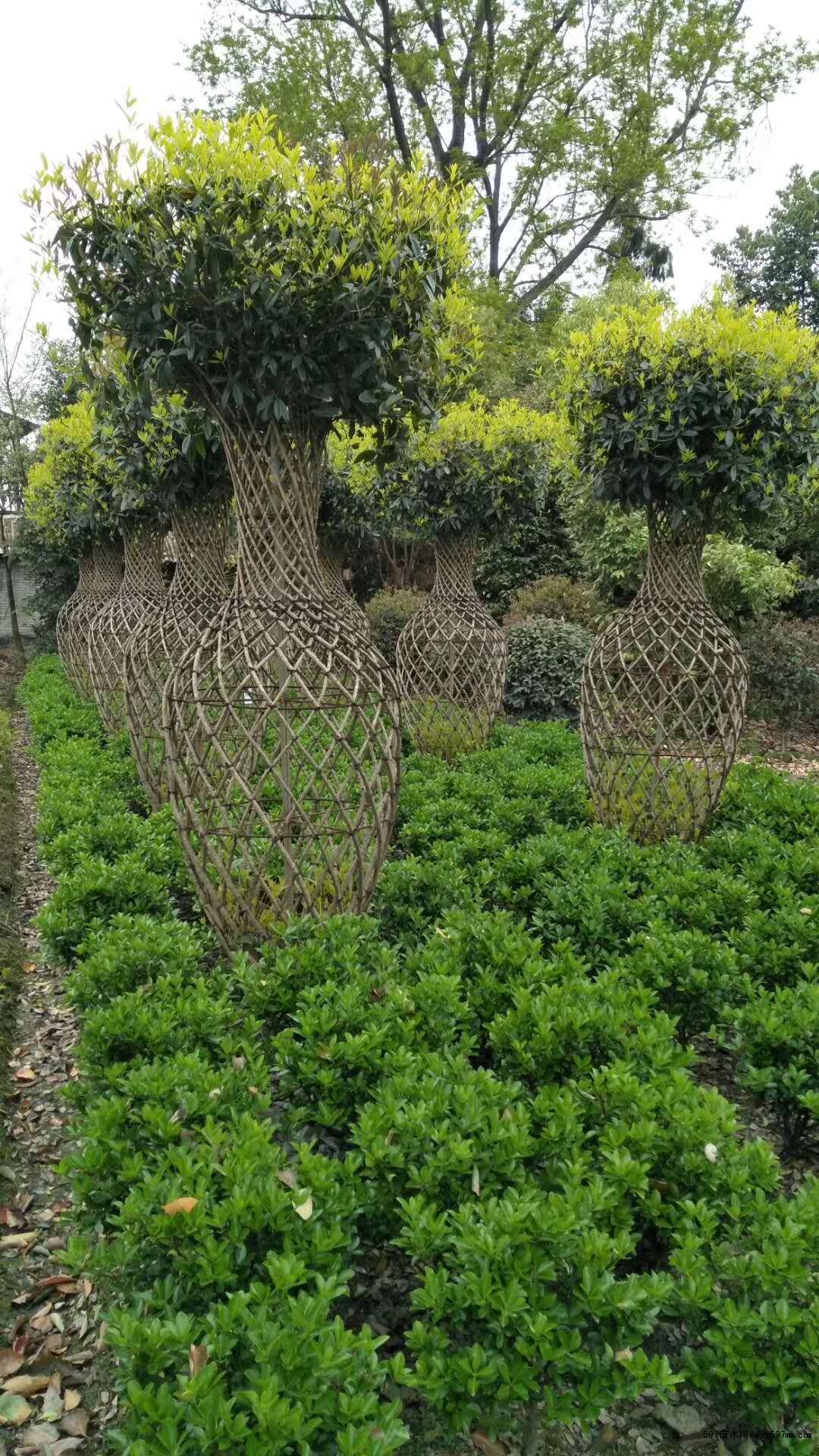 四川桂花树编织基地供应桂花花瓶一手货源价格