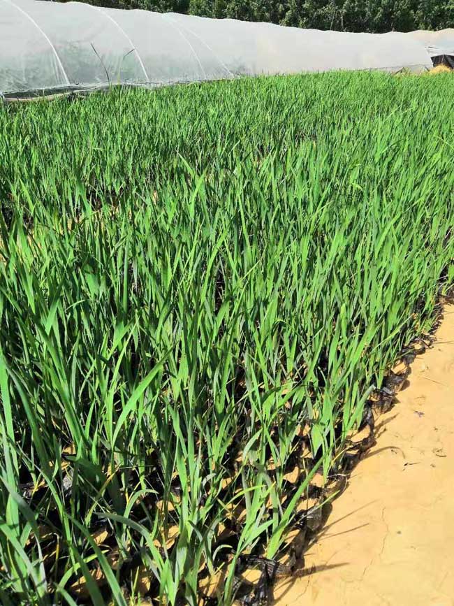 供应马蔺小苗货源充足马蔺适应性广成活率高