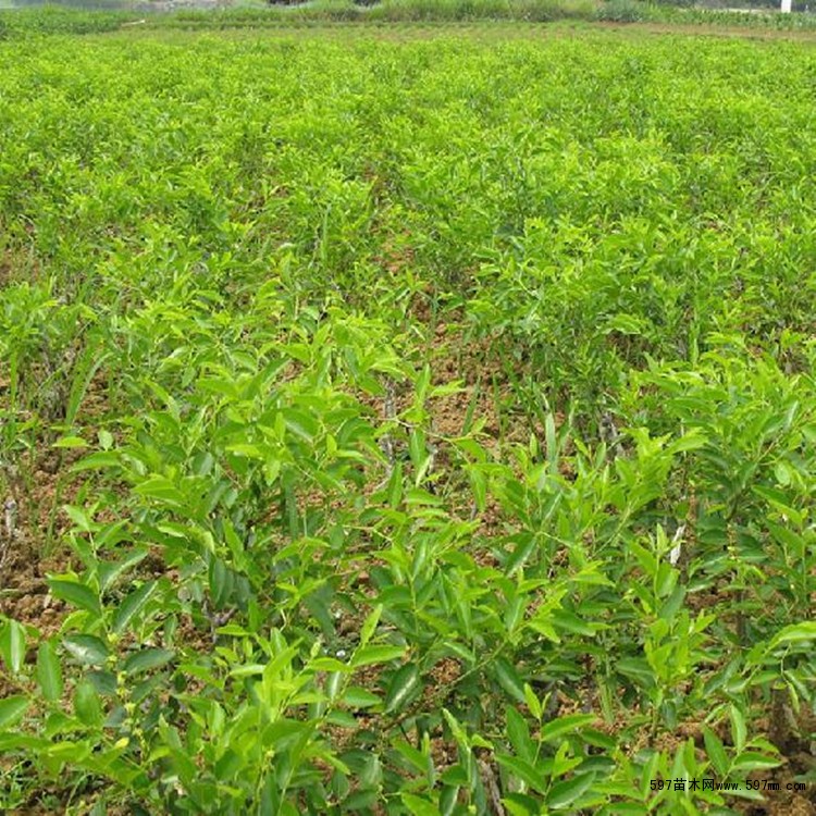 台湾大青枣树苗 矮化枣树苗批发