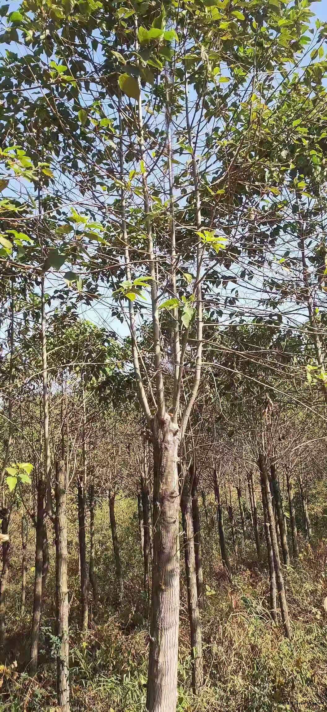 喜树6公分 喜树4公分 12公分喜树 喜树图片