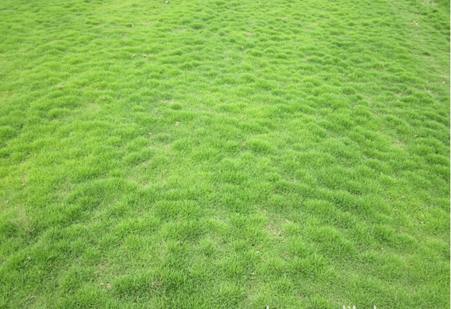 马尼拉草坪 草坪基地 耐寒草坪