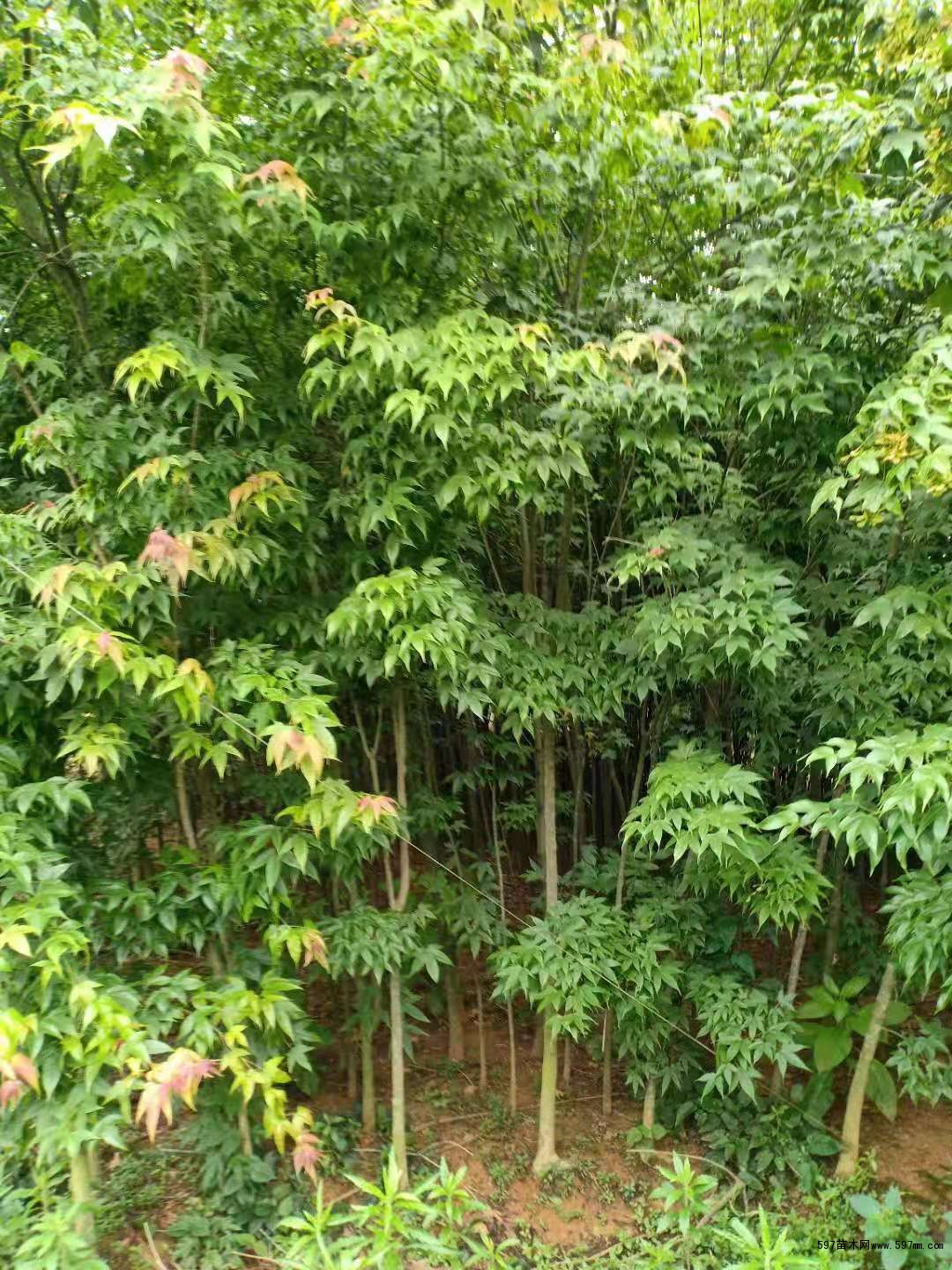 青枫图片青枫小苗5公分青枫