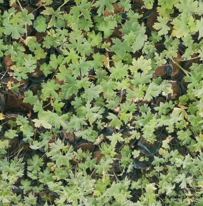 飞燕草大花飞燕草飞燕草小苗地被植物