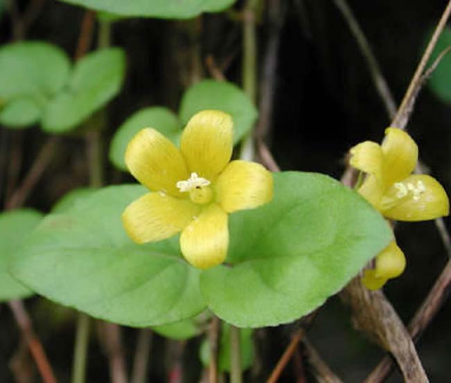 过路黄过路黄小苗地被植物过路黄价格