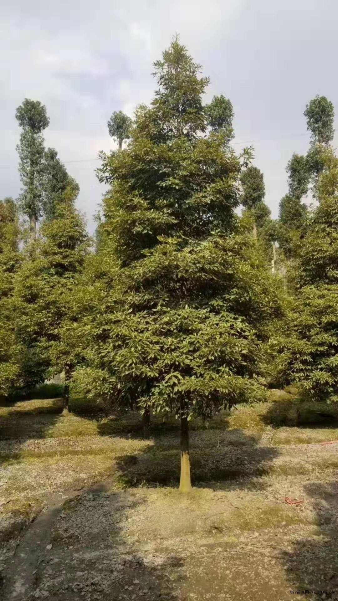 桢楠8-10公分图片-千图网