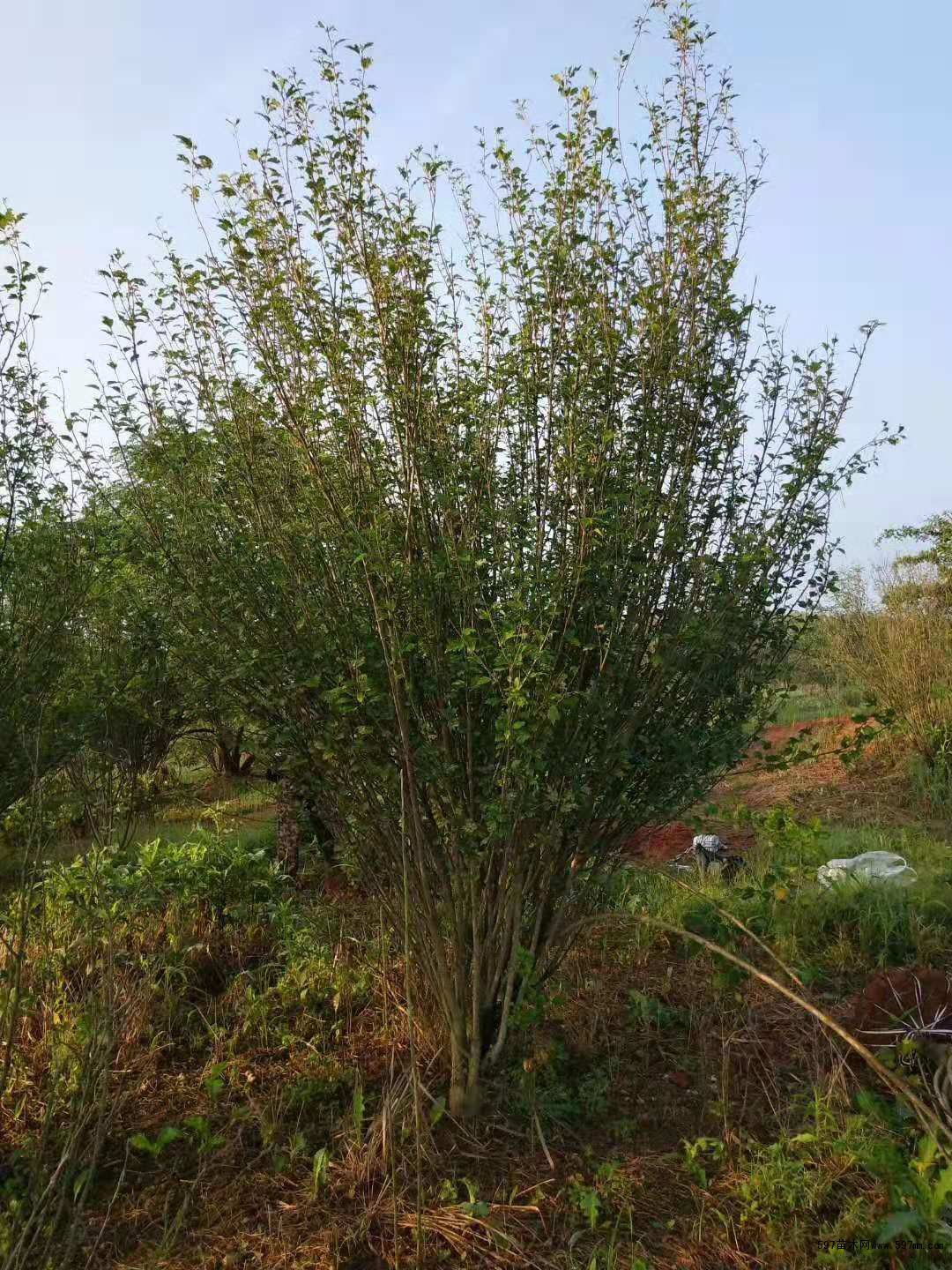 供应丛生木槿 价格表 丛生木槿图片