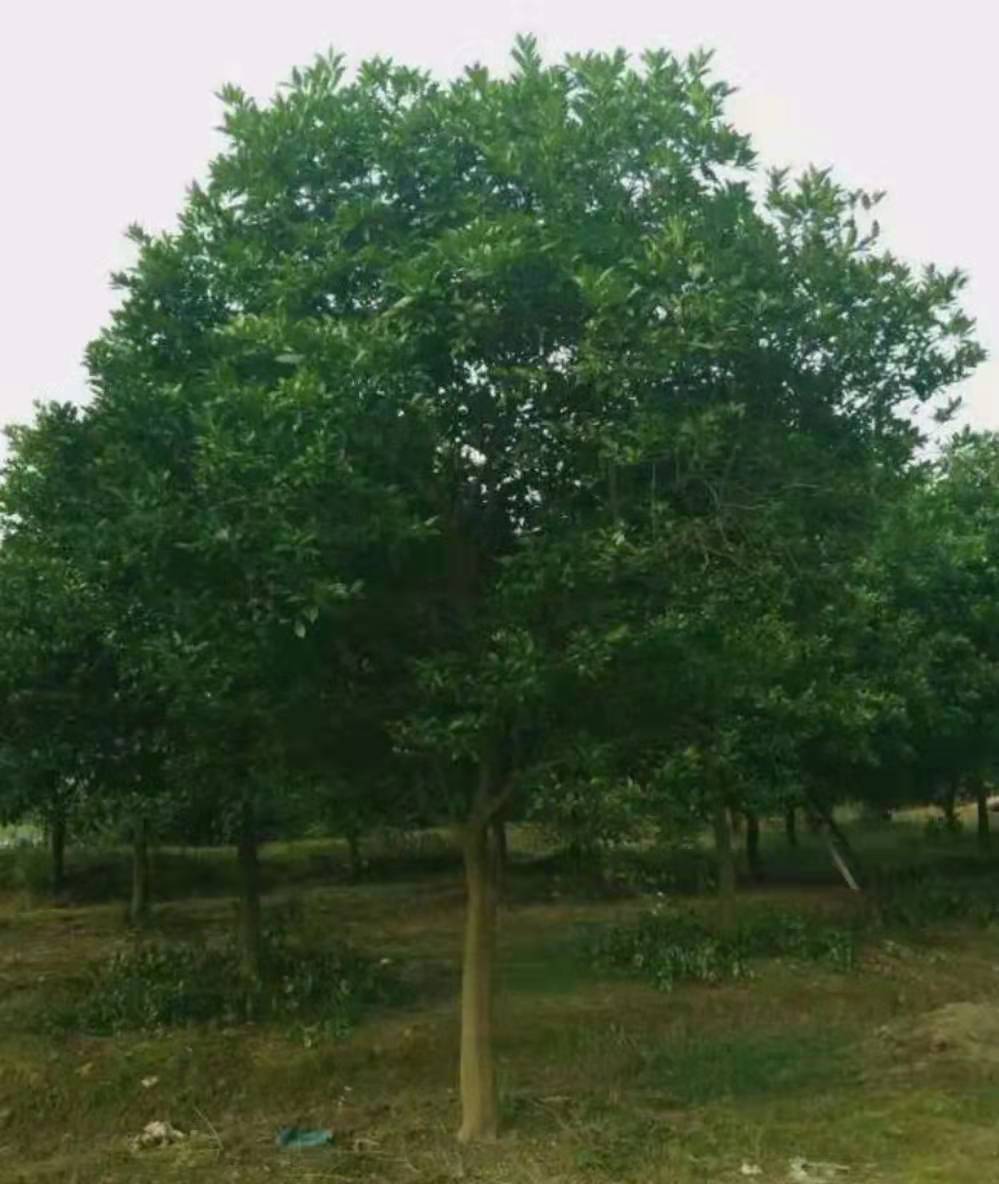 香泡图片 供应香泡 9-10公分香泡