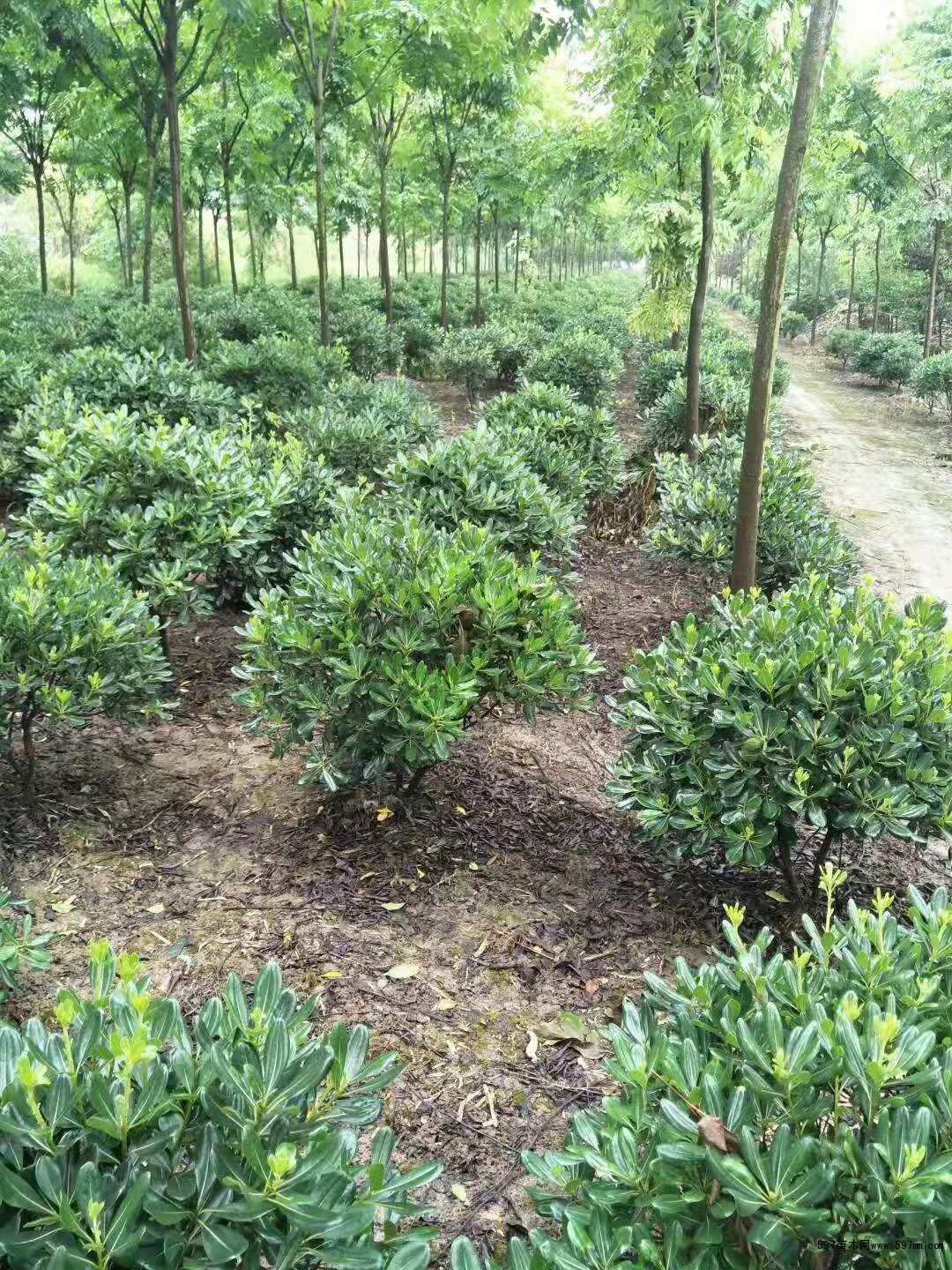 苗圃销售海桐小苗 海桐图片 海桐小苗价格-597苗木网