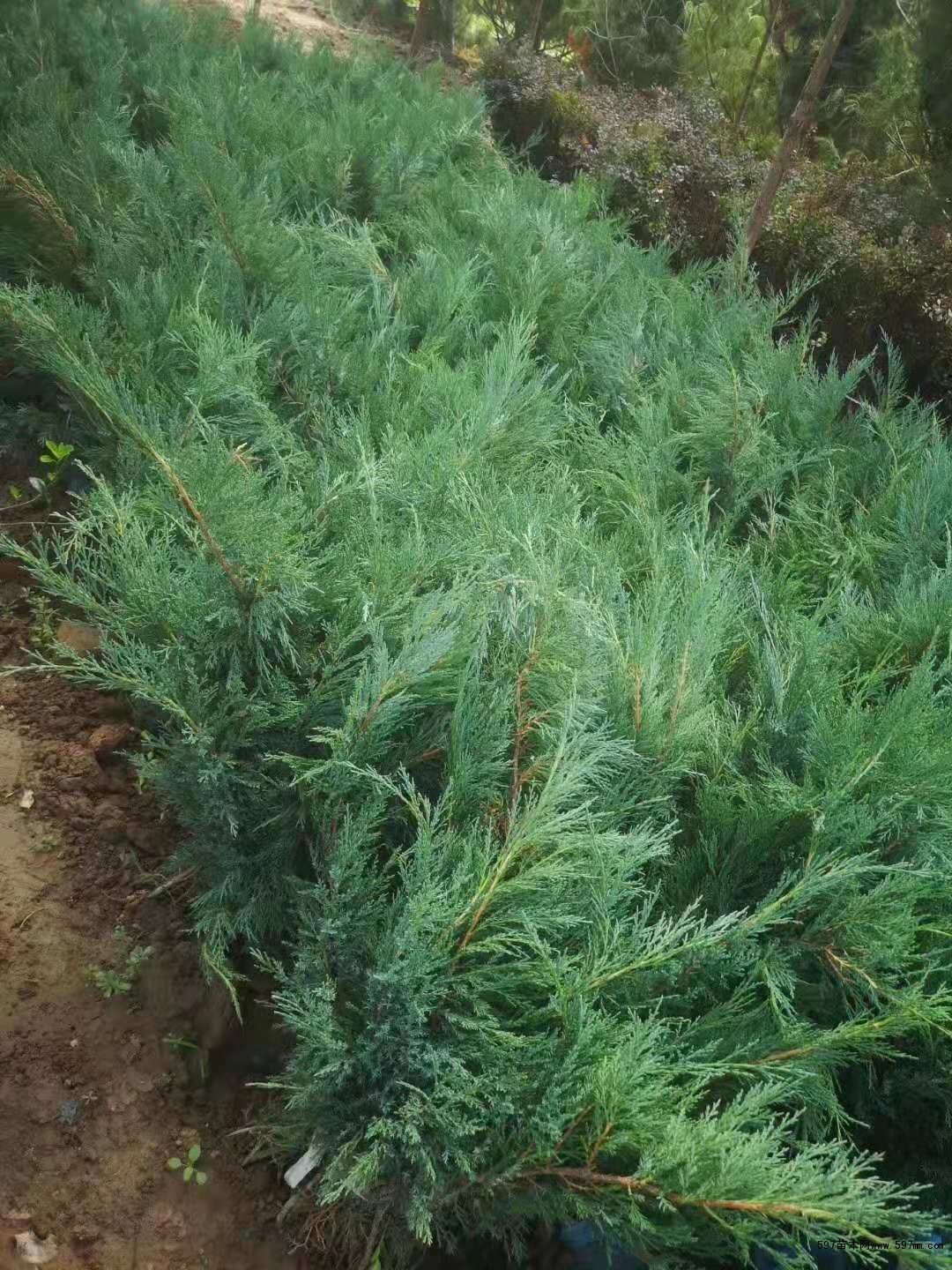 供应沙地柏沙地柏小苗图片价格