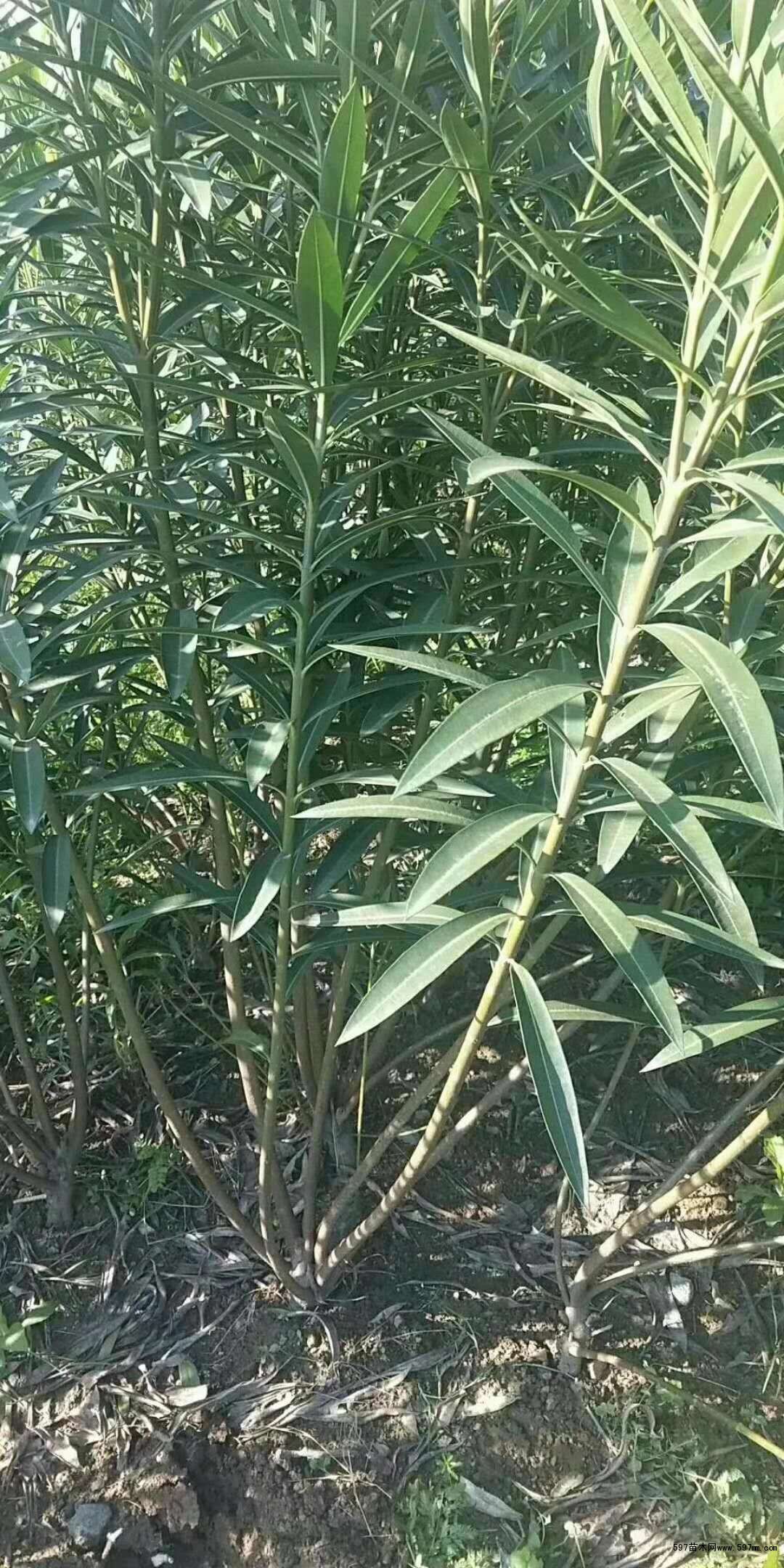 供应夹竹桃红花夹竹桃图片夹竹桃价格