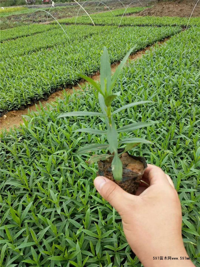 苗木名称              米经(cm)              高度(cm)