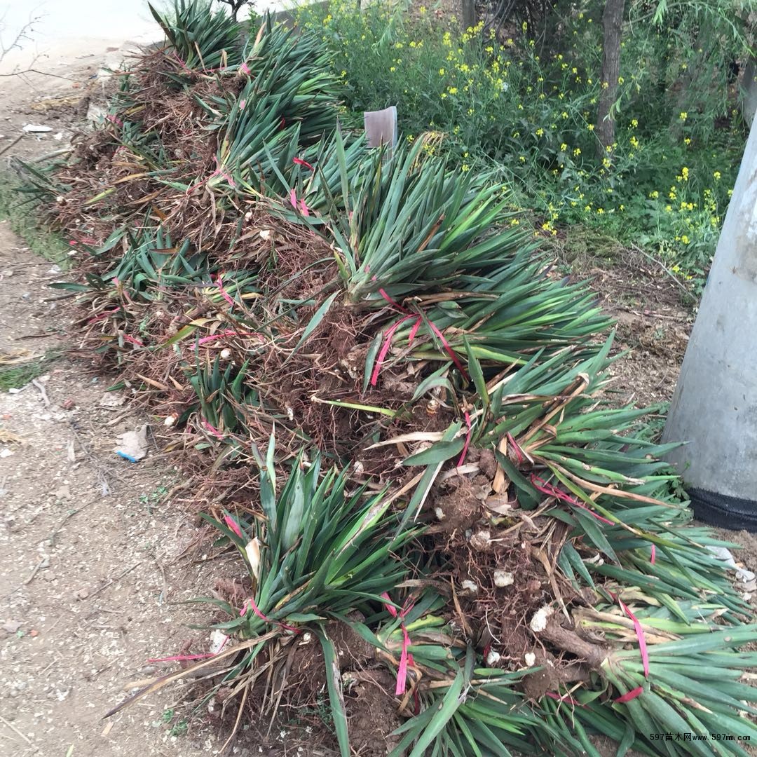 2020年剑麻多少钱一棵