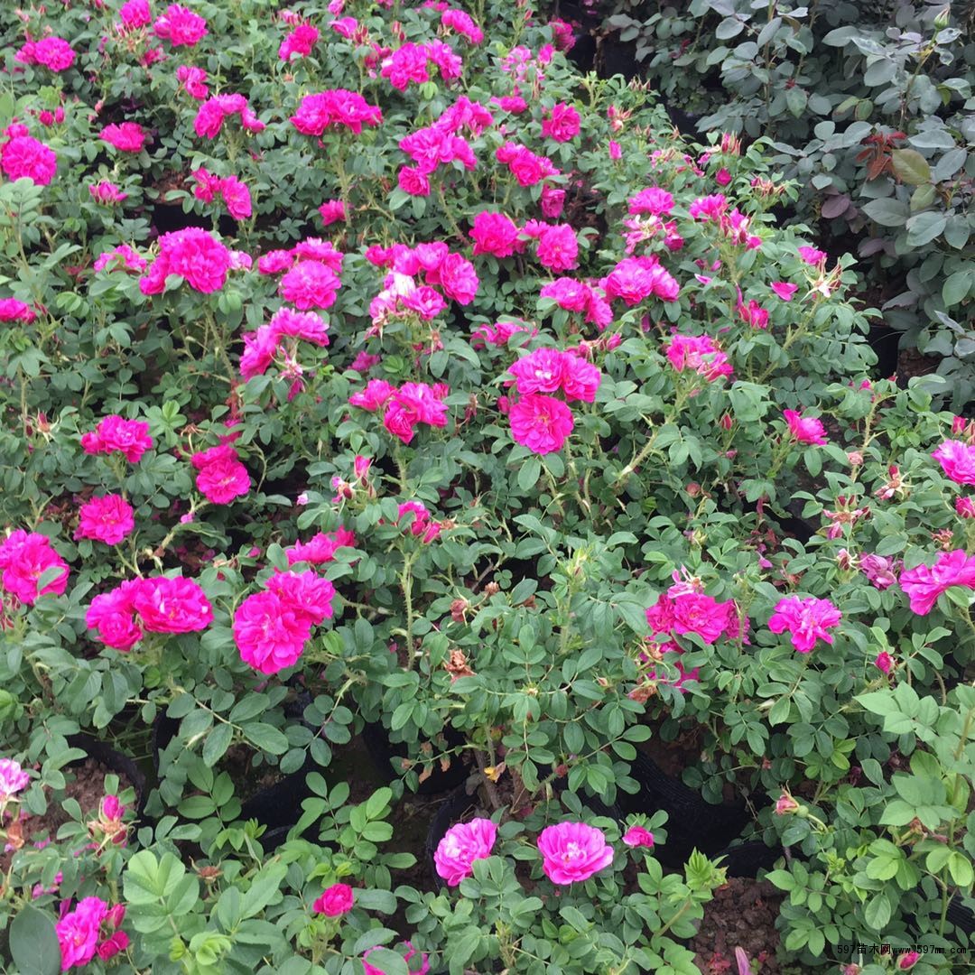 2020年春季四季玫瑰40公分多少钱