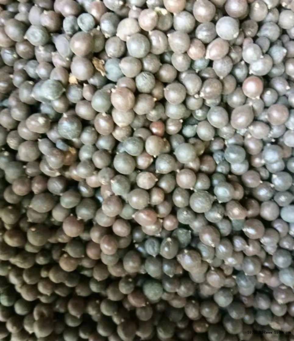 栾树种子栾树供应栾树几多钱一斤