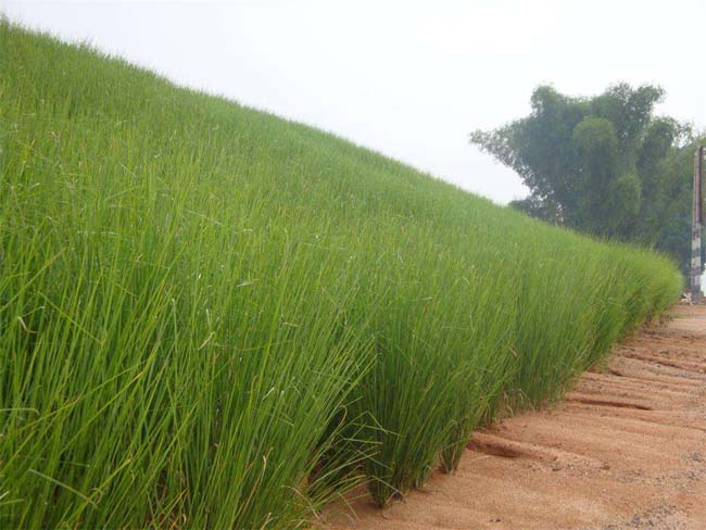 香根草 香根草小苗 香根草x新价格