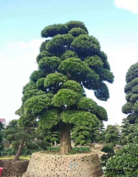 苗圃销售造型罗汉松造型罗汉松图片价格