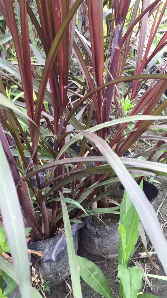 血草血草小苗草花地被观赏草血草价格