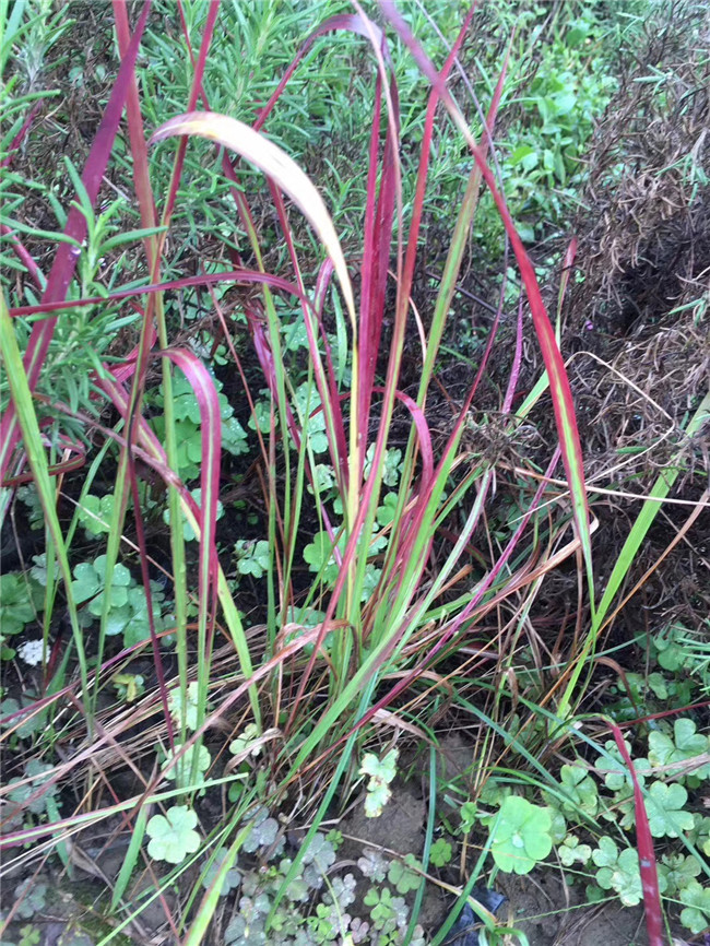 血草血草小苗草花地被观赏草血草价格