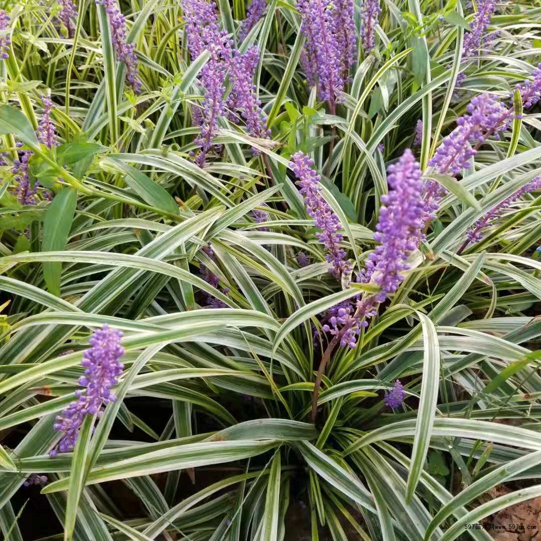 2020年江苏金边麦冬草一芽多少钱