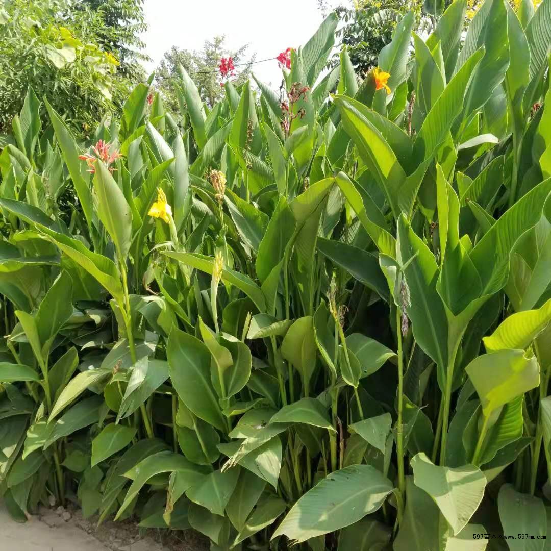 美人蕉(美人蕉图片)