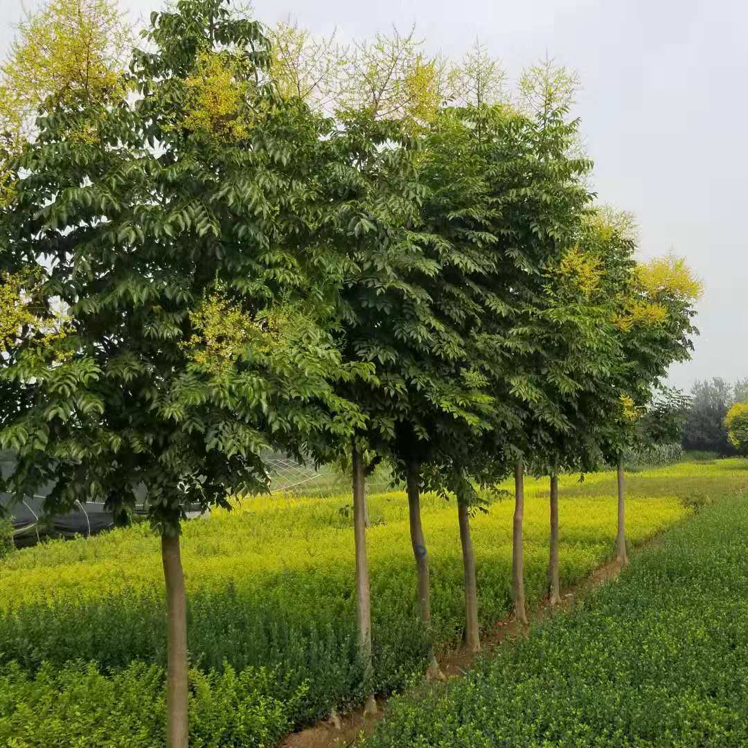 2020年栾树10公分多少钱