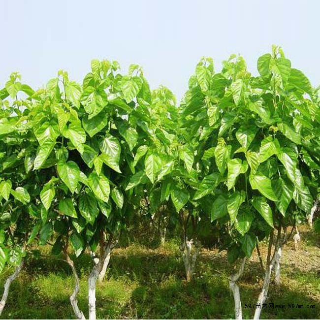 桑树 落叶灌木 桑树果实 桑树价格 桑叶桑树图