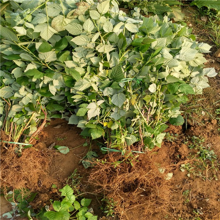 双季红树莓苗多少钱一株批发哪里有红树莓苗安徽